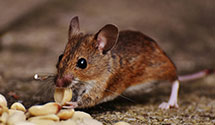 24 Hour & Emergency Exterminators in Hughes River, WV